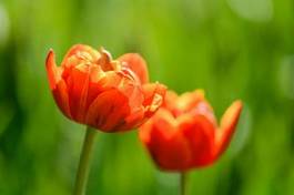 Naklejka tulipan lato ogród