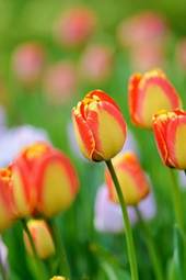 Plakat lato natura pole tulipan kwiat