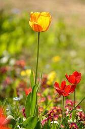 Fototapeta park lato łąka bukiet tulipan