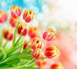 Plakat kwitnący tulipan roślina miłość bukiet