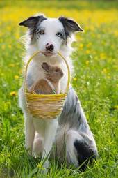 Fototapeta pies z króliczkiem w koszyku