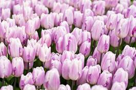 Fototapeta roślina tulipan piękny natura