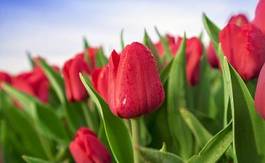 Obraz na płótnie lato tulipan kwiat ogród pole