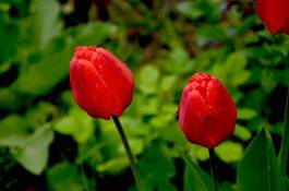 Obraz na płótnie ogród roślina tulipan natura