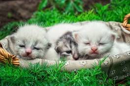 Fototapeta Śpiące kocięta w koszyku