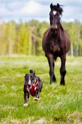 Plakat pies biegnie z koniem