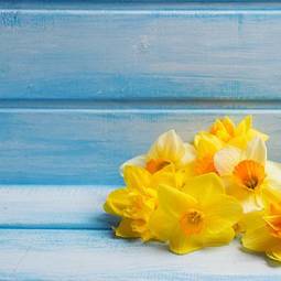 Plakat background with fresh narcissus