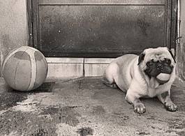Naklejka zwierzę koszykówka piłka pies