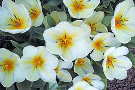 Naklejka roślina tulipan kwiat
