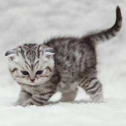 Plakat srebrny kociak na śniegu