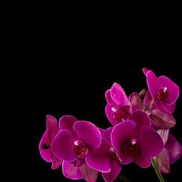 Fotoroleta pąk roślina natura kwitnący fiołek