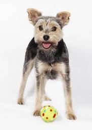 Fotoroleta piłka yorkshire pies zwierzę