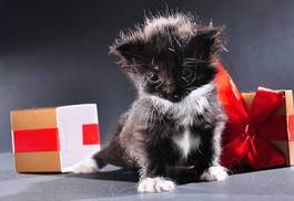 Fotoroleta mało kotek jako prezent