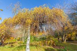 Fotoroleta polana drzewa roślina las brzoza