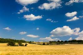 Fototapeta krajobraz wzgórze wierzba rolnictwo błękitne niebo