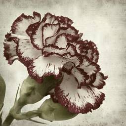 Plakat retro natura kwiat roślina stary