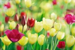Fototapeta piękny tulipan lato wiejski