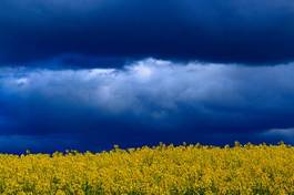Fototapeta niebo wejście rolnictwo kwiat