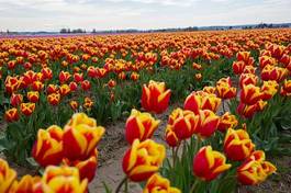 Naklejka bukiet waszyngton tulipan