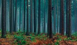 Naklejka krajobraz przystojny las jesień