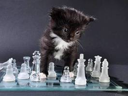 Naklejka kot i szachy