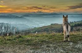 Obraz na płótnie krajobraz pies ssak włochy widok