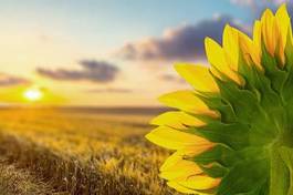 Obraz na płótnie piękny pyłek natura słońce
