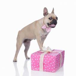 Naklejka bulldog na różowo zapakowanym prezentem