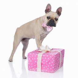 Plakat bulldog na różowo zapakowanym prezentem