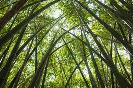 Fotoroleta natura tropikalny roślina drzewa
