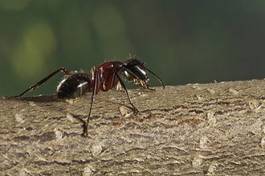 Naklejka gałązka ścieżka natura zielony kwas mrówkowy