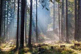 Obraz na płótnie ukraina świerk las