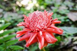 Fotoroleta piękny natura tropikalny wosk kwiat