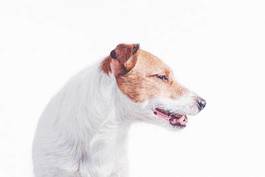 Plakat zwierzę portret szczenię pies ciało