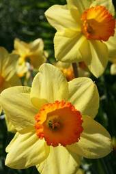 Fototapeta daffodils / two yellow narcissus in the garden moscow