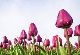 Plakat lato słońce tulipan pole ogród