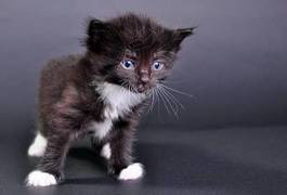 Naklejka kociak czarno-biały