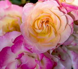 Naklejka rosa kwiat miłość