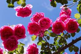 Naklejka rosa roślina natura kwiat
