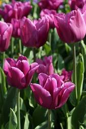 Obraz na płótnie roślina tulipan natura kwiat