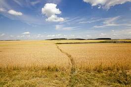 Obraz na płótnie rolnictwo wiejski niebo lato
