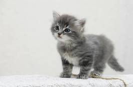 Fototapeta srebrny słodki kociak