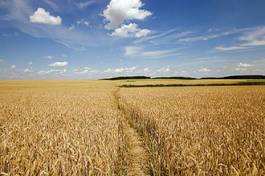 Naklejka łąka pszenica droga niebo rolnictwo