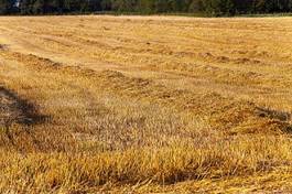 Fotoroleta łąka jedzenie jesień pszenica wiejski