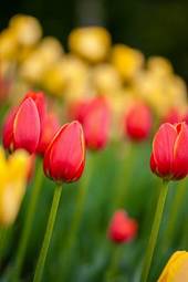 Naklejka bukiet ogród kwiat pyłek tulipan