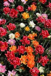 Obraz na płótnie kwiat tulipan ogród roślina natura