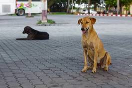 Plakat psy siedzą na ulicy