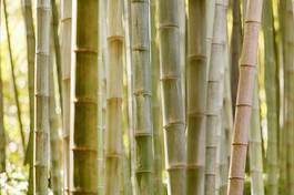 Naklejka bambus zen roślinność tropikalny roślina