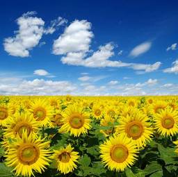 Obraz na płótnie słonecznik natura lato kwiat