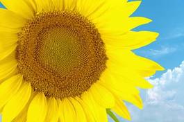 Naklejka sunflower, sun, single flower.